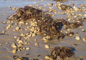 Algas calcárias trazidas à beira da praia. Fonte: IPAQ